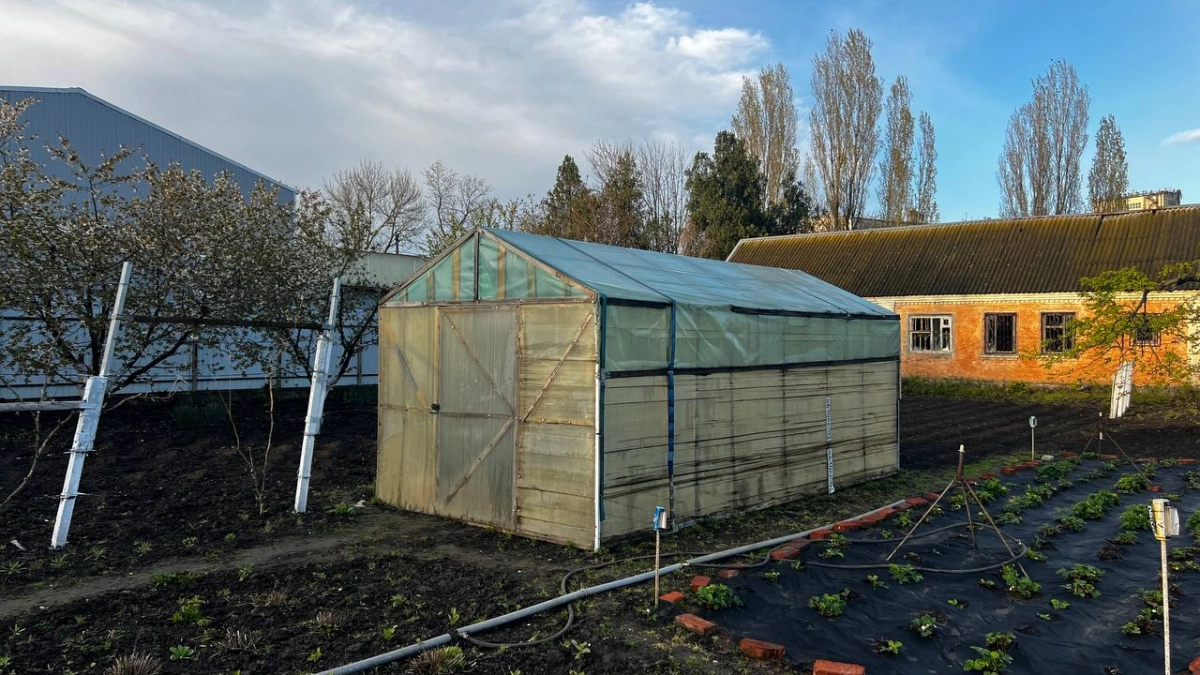 Соседи в шоке, а у меня на участке благодать: дешевая крупа делает за меня всю весеннюю работу