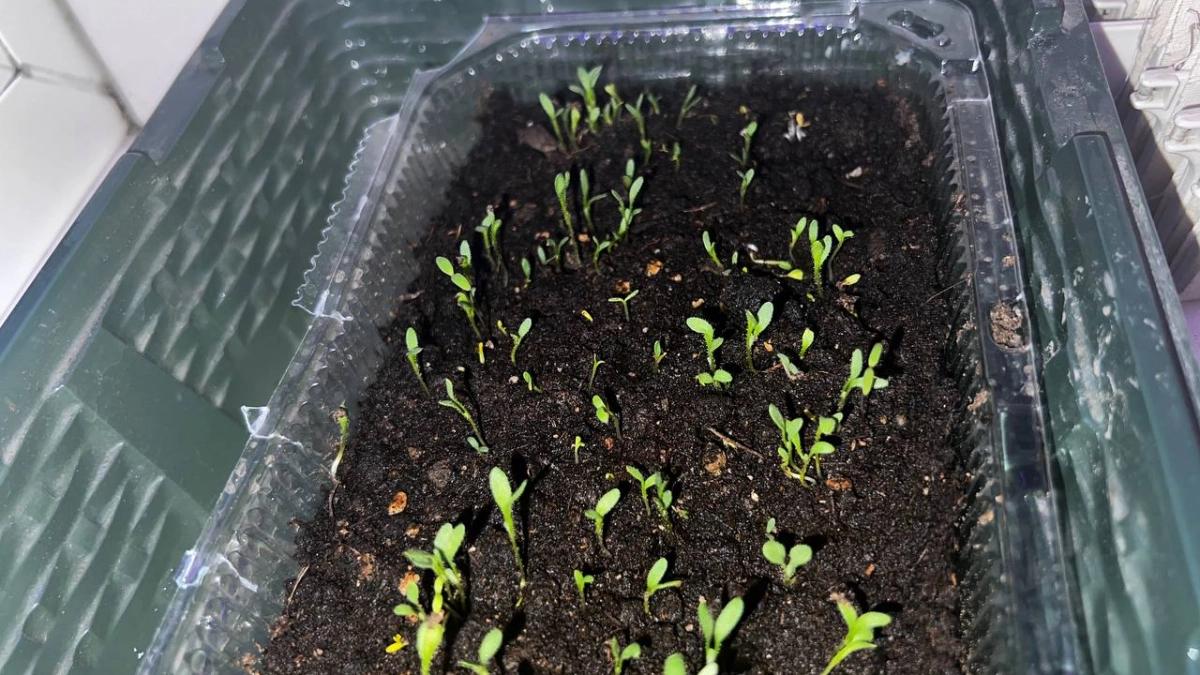 Первые петли — время действовать: наклоняю рассаду к стеклу, чтобы стебли не вытягивались