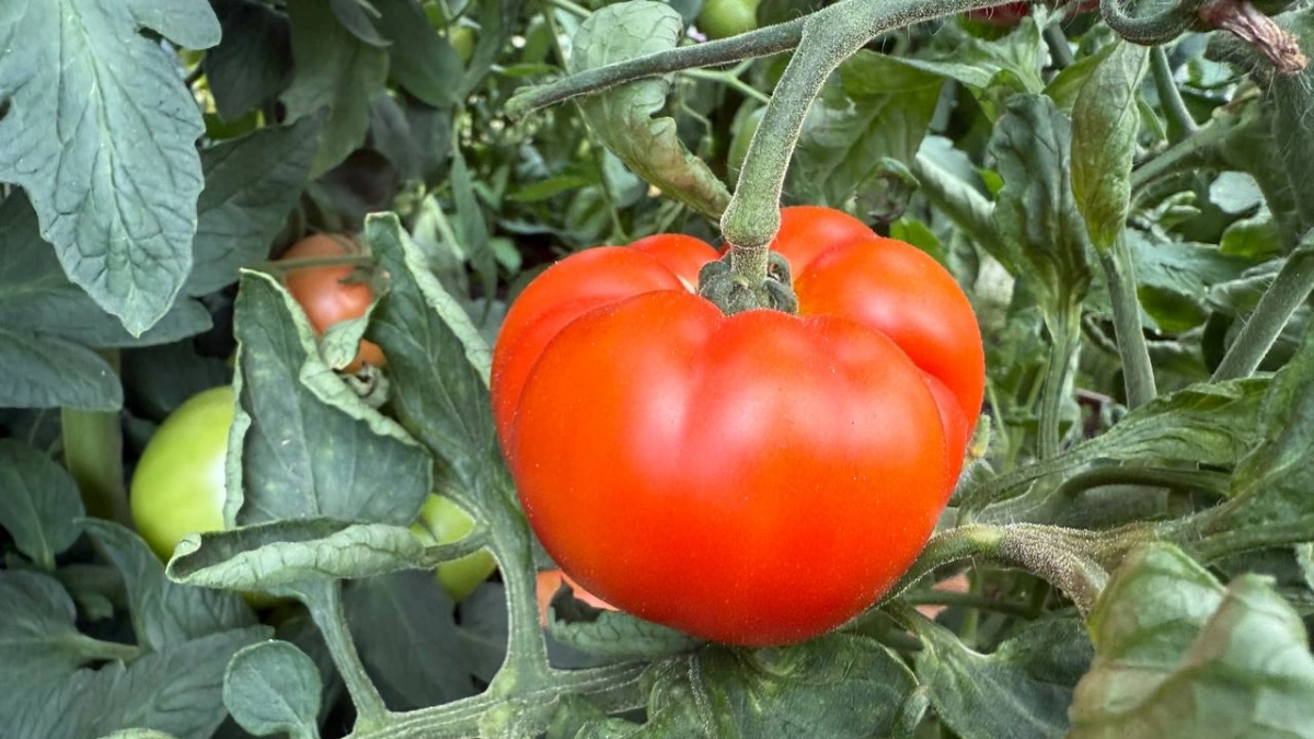 Соседи смеются, а у меня помидоры как на подбор: 2 простых удобрения победили фитофтору