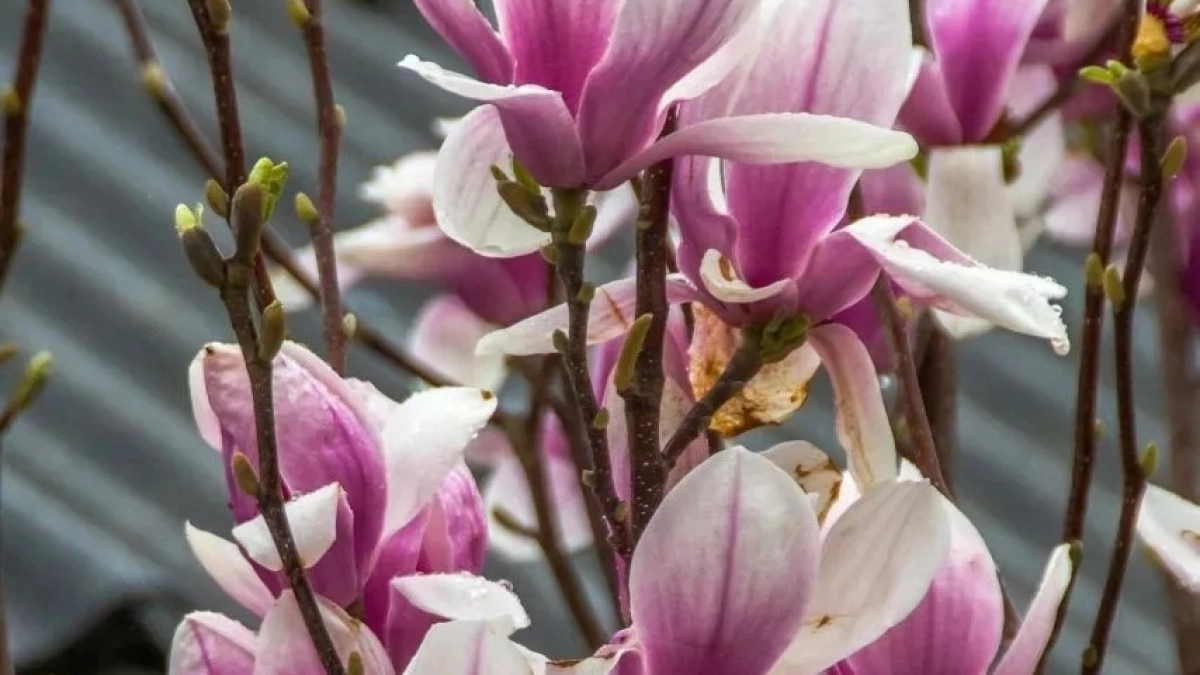 «Ну какова красота!»: в Новороссийске распустилась магнолия - где можно полюбоваться душистыми цветами 