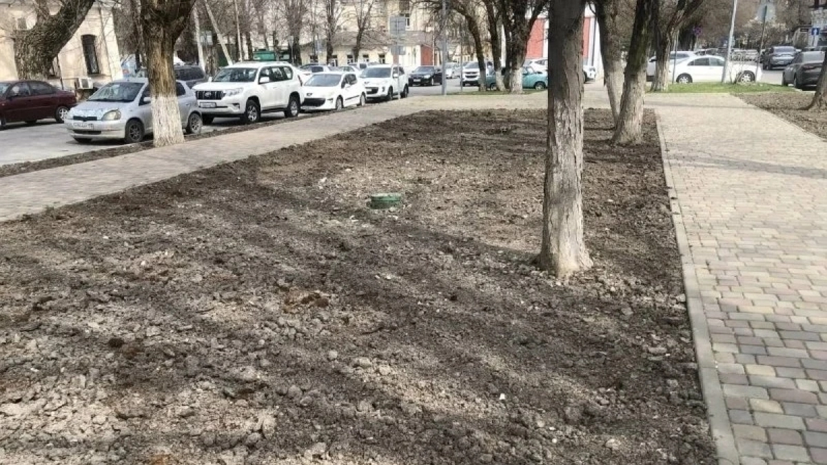 В Новороссийске убрали засохшую лавровишню, больше года уродовавшую сквер Брежнева 