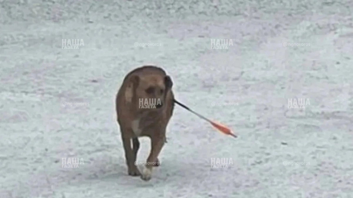 Невероятная жестокость: зооволонтеры спасают собаку, у которой в голове застряла стрела из арбалета 