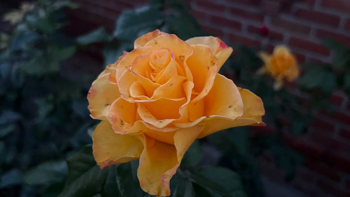 Выберите эти розы — и они переживут даже самую суровую зиму: советы для дачников, которые не хотят возиться