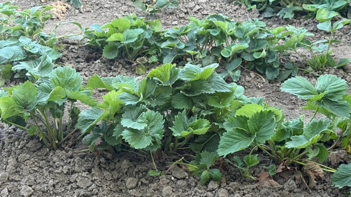 Клубника будет ломиться от ягод: садовод раскрыл весеннюю схему подкормки