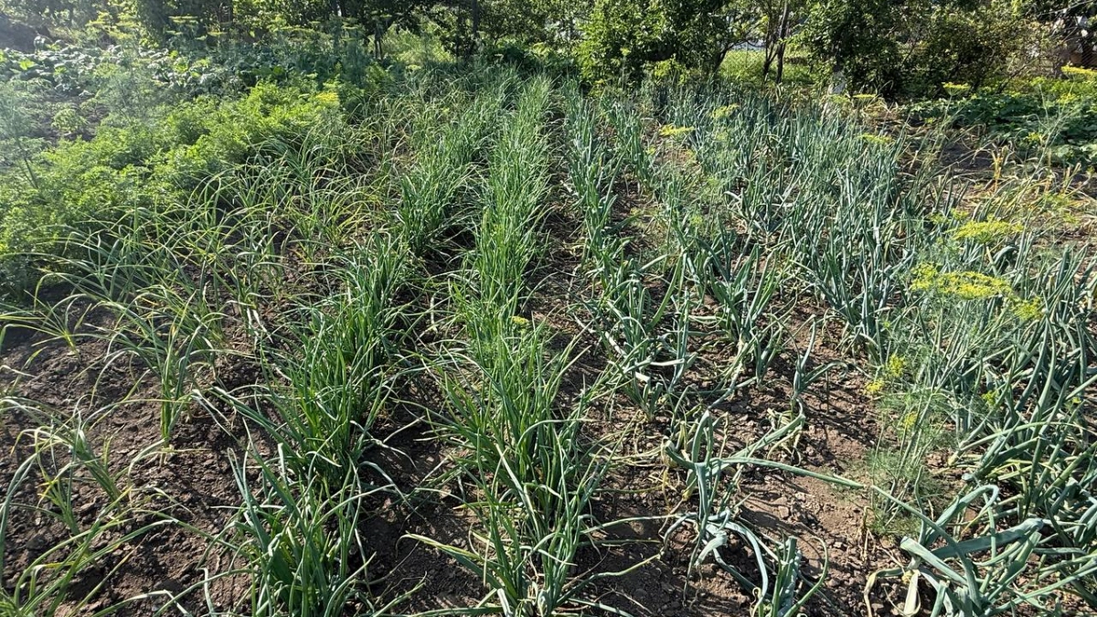 Секрет агронома из Талдома: что сделать с луком перед посадкой, чтобы он не ушел в стрелку