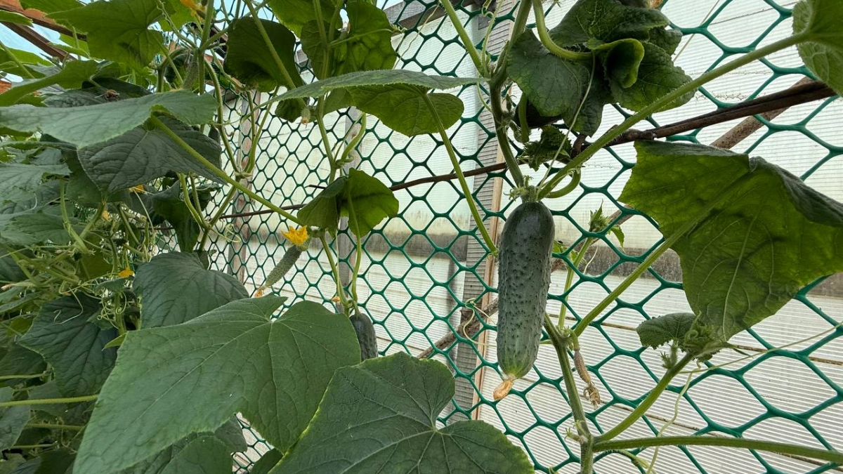 Огурцы заваливают урожаем даже в тени: этот гибрид обгоняет соседей на неделю