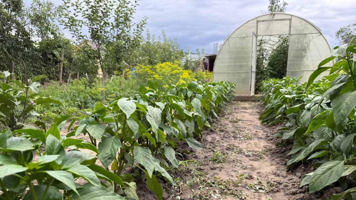 Грядки в апреле умоляют об этом: 3 совета, чтобы сохранить влагу и тепло — всходы будут крепкими