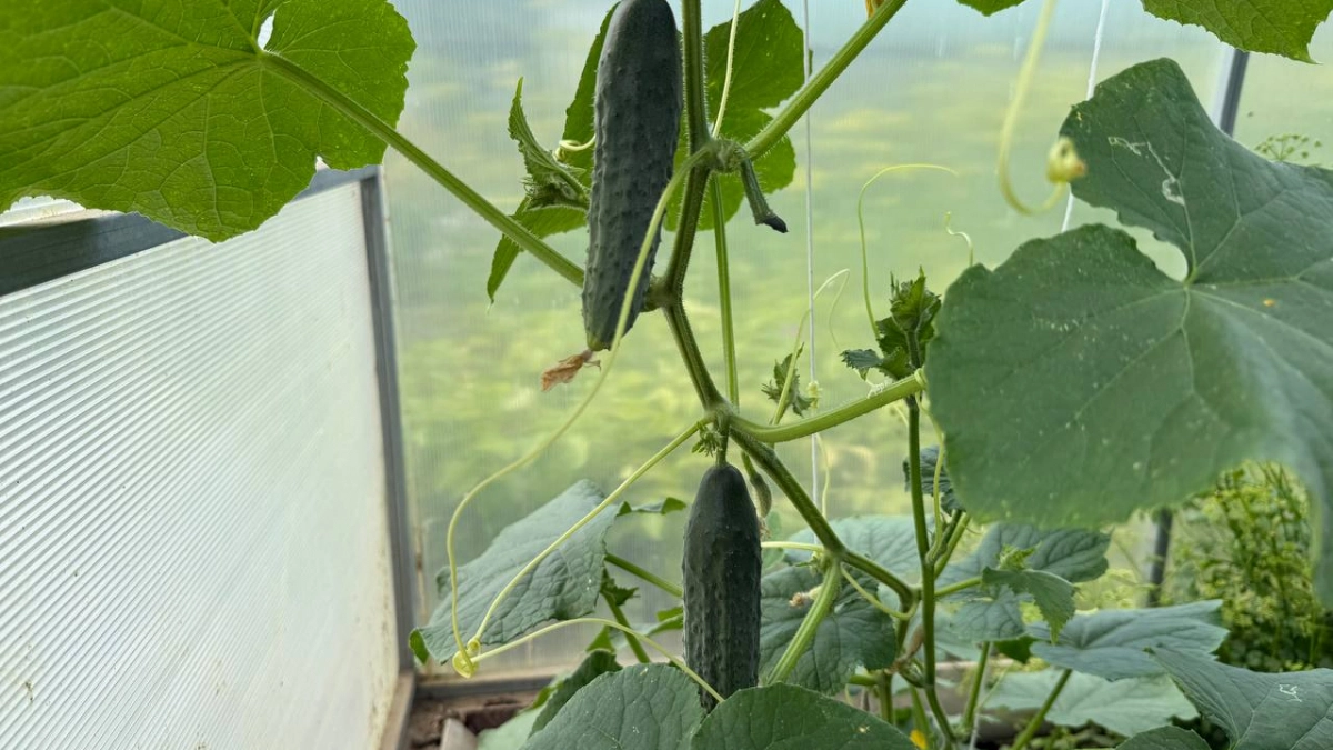 Гребу по 220 огурцов с восьми кустов: секрет — в обрезке именно этой плети, а не в удобрениях