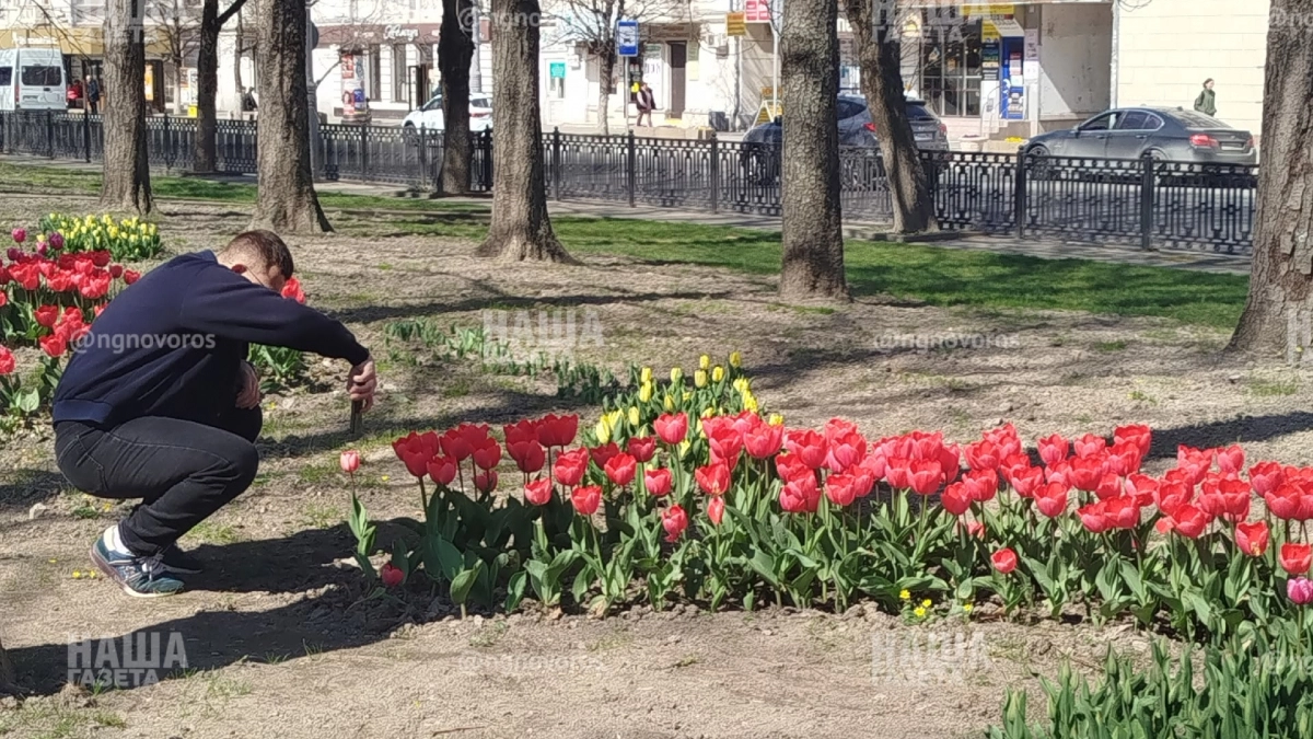 Цветов уже не море: в Новороссийске в парковой аллее распускаются тюльпаны - фоторепортаж НАШЕЙ  