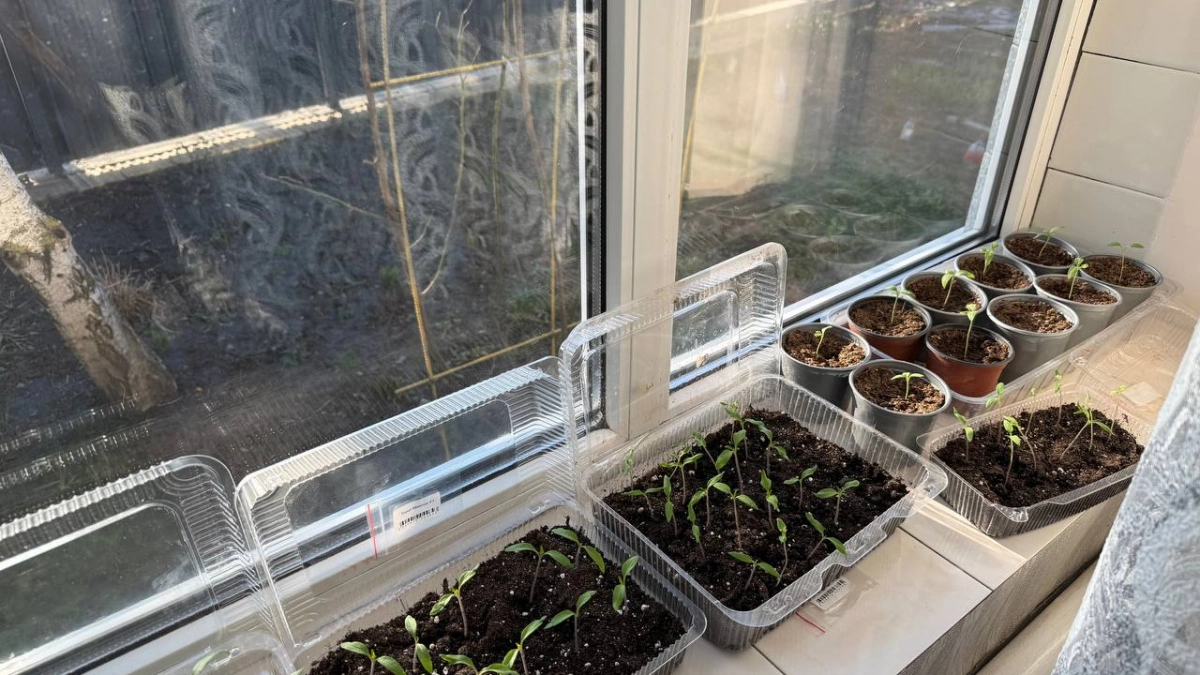 1 пакетик чая – и рассада почувствует себя словно на курорте: секреты опытного эксперта