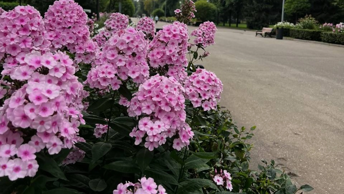 "Посадил и не паришься": 5 эффектных растений украсят любой участок — мечта ленивых садоводов, поделился опытный эксперт