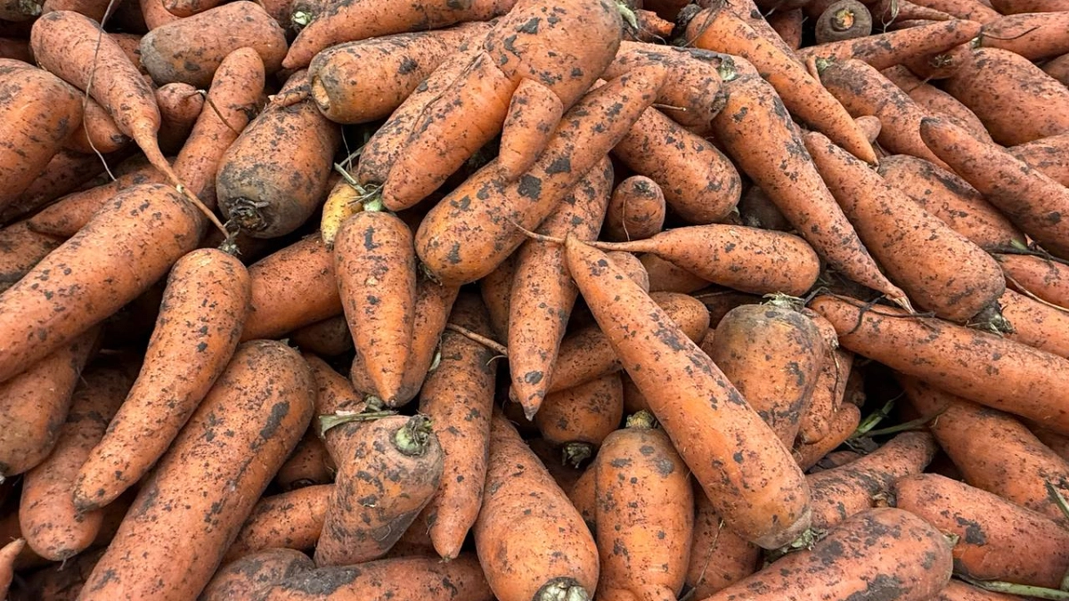 Такие сорта морковки который год бьют все рекорды по всходам: ведра ломятся от урожая, соседи завидуют