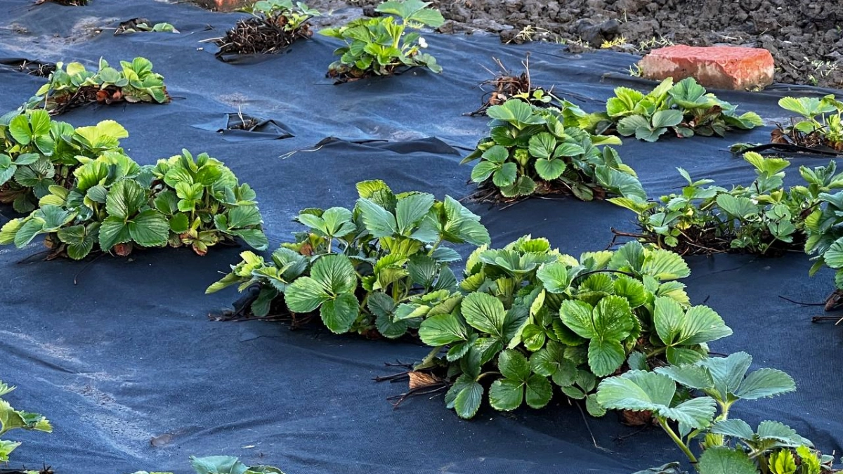 Не спешите бежать за удобрениями: как я «будоражу» клубнику в апреле, чтобы кусты ломились от ягод