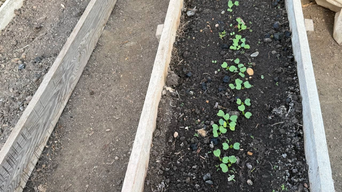 Томаты без пикировки: как вырастить крепкую рассаду в общей емкости и не потерять в урожае