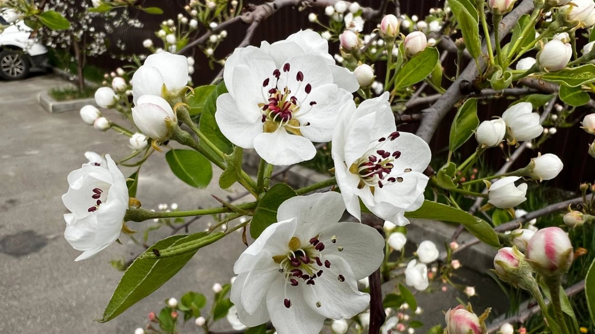 Весна раскачивается: на Кубань идут туманы и рекордное тепло до +19