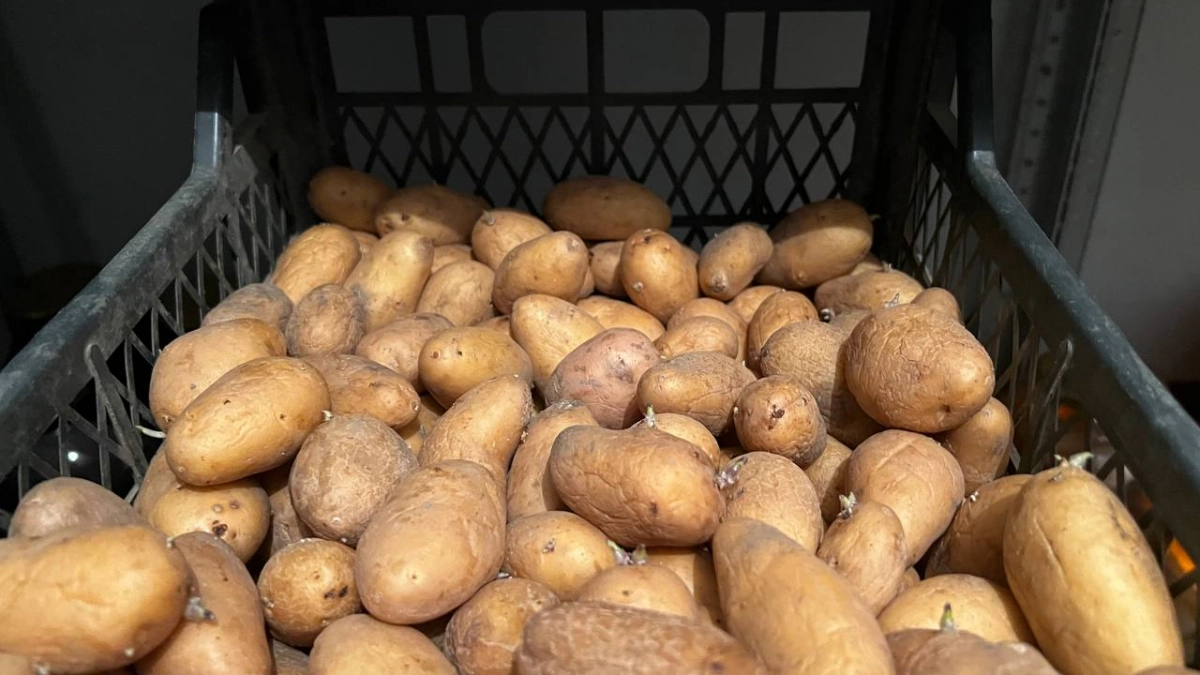 В Новороссийске социально значимые продукты подешевели за неделю