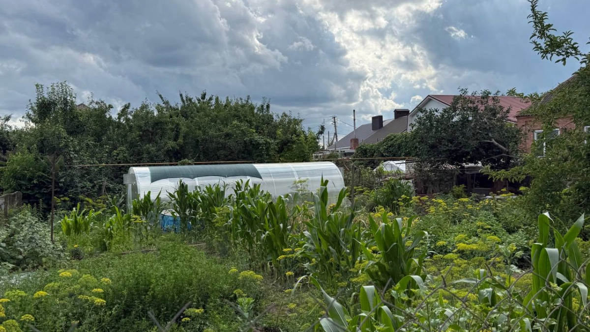 Медведка не пройдёт: закапываю эти приманки в апреле — и вредители уходят к соседям