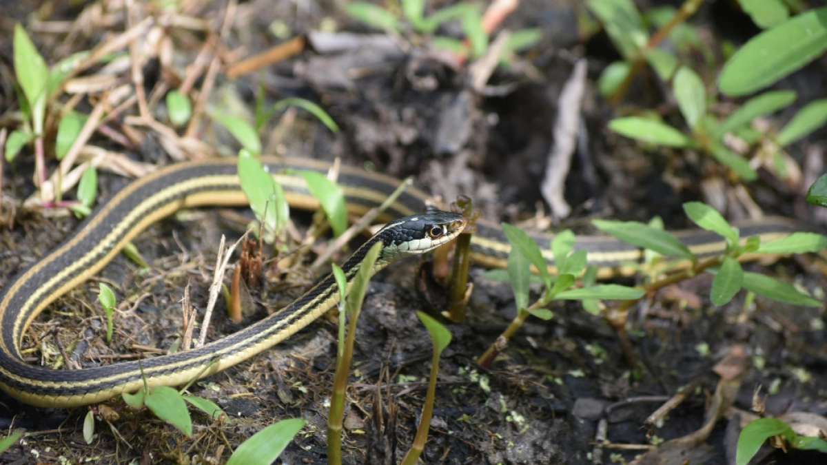 «Проснулись и ползут в дома»: кого из опасных гостей уже встречают жители Новороссийска