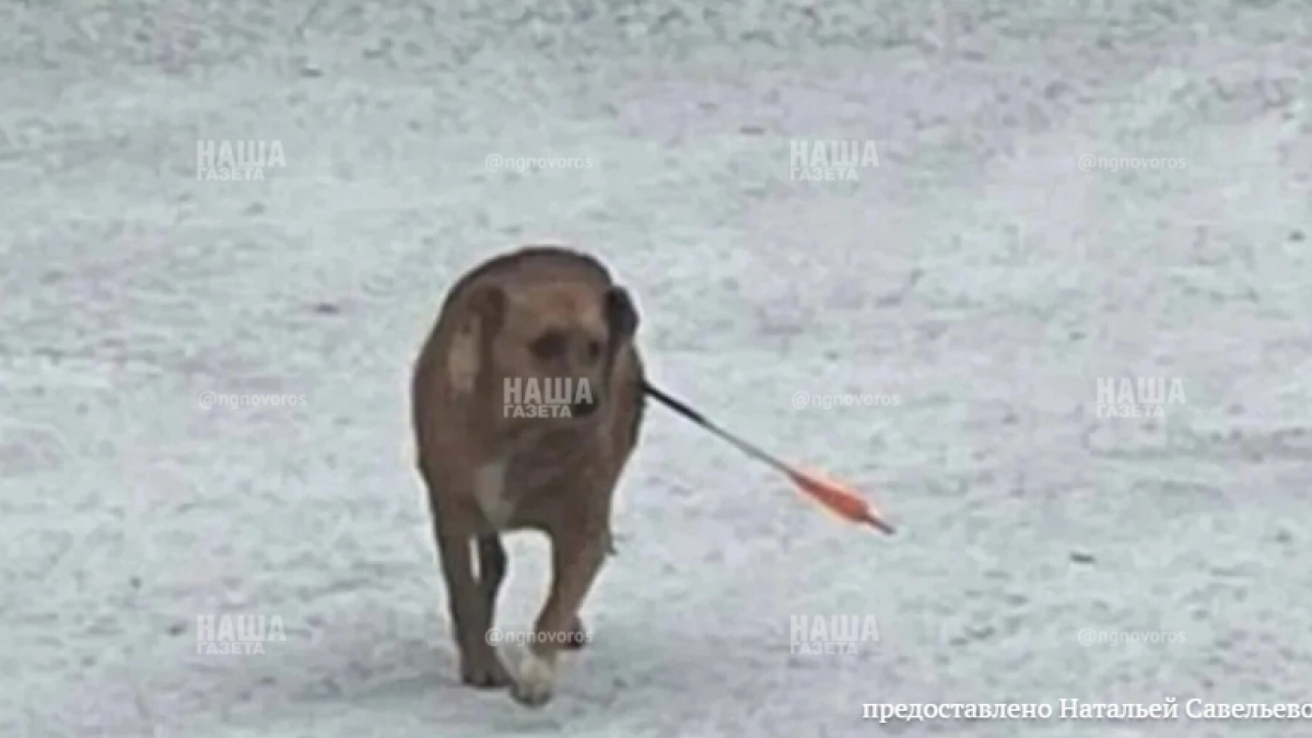 Собака, в которую стреляли из арбалета в Новороссийске, выжила: животное находится на реабилитации у волонтеров 