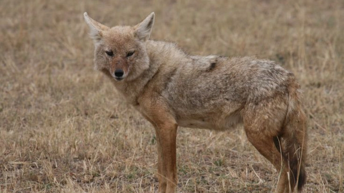 В Прилагунье неподалеку от пляжей Новороссийска шакалы начали сбиваться в стаи