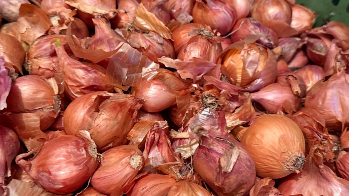 Дед Егор показал фокус с газетами: теперь лук таскаю ведрами, а соседи просят раскрыть секрет