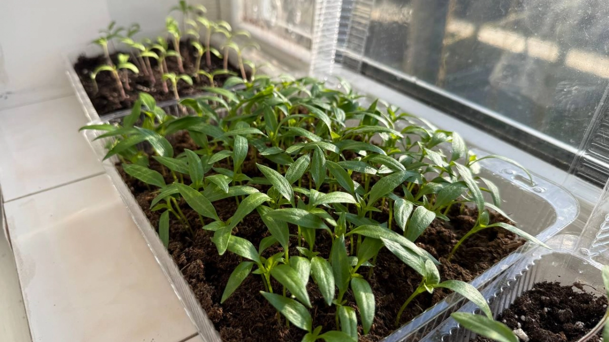 Шикарные томаты на подоконнике. Эксперт раскрыл секреты мини-огорода прямо в квартире