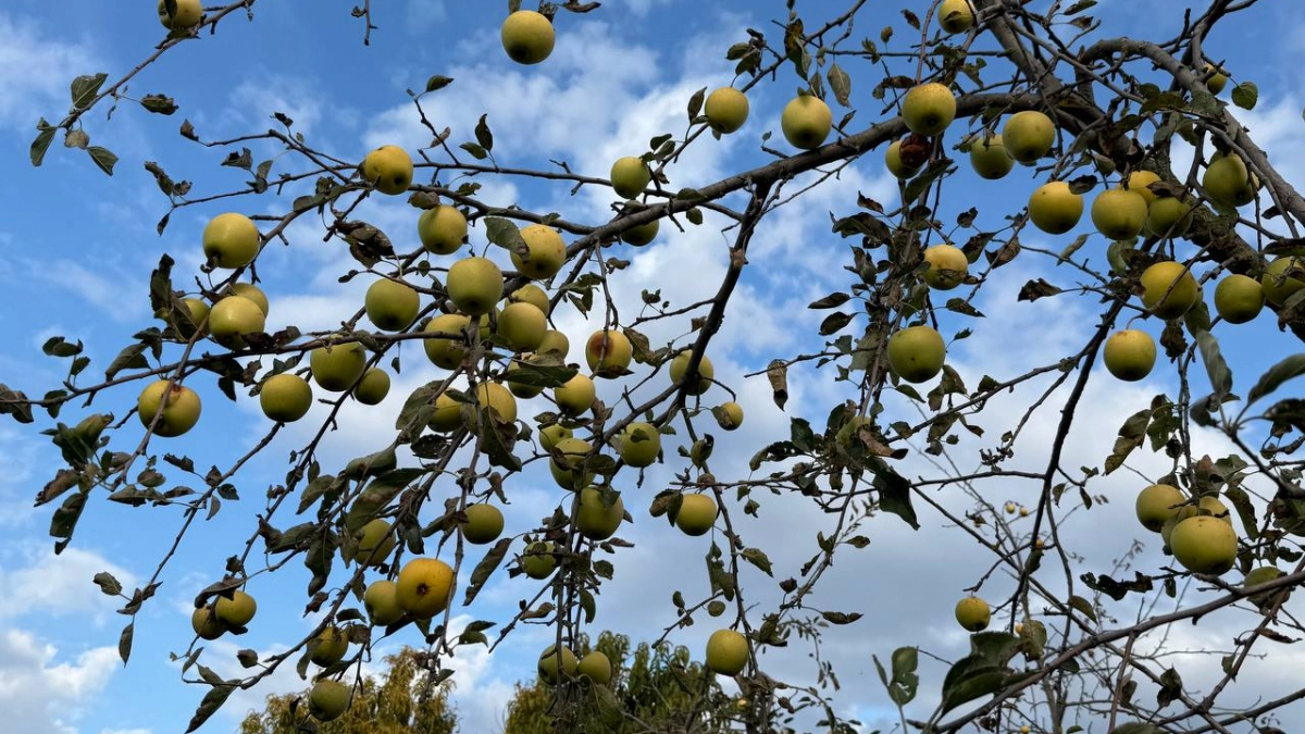 Развожу 500 г в ведре воды — и под дерево: яблони и груши выдают плоды размером с дыню и слаще сахара