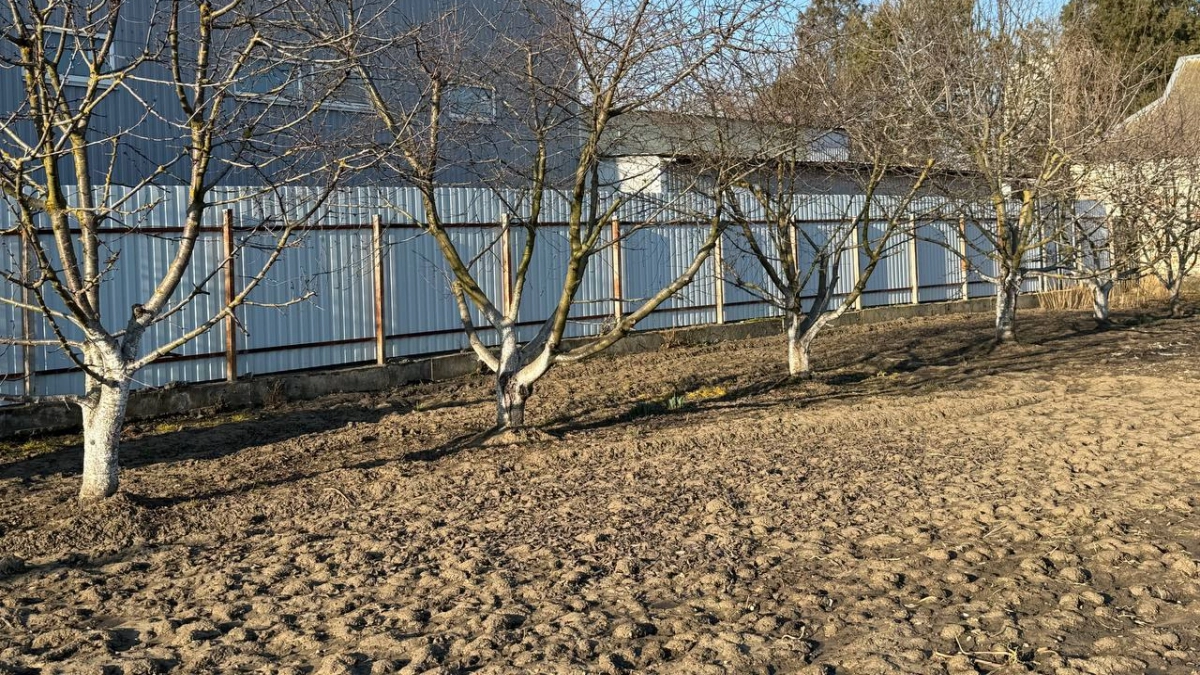 Весной рассыпаю по грядкам дешевую крупу — и земля становится как чернозем: осенью ведрами выношу урожай