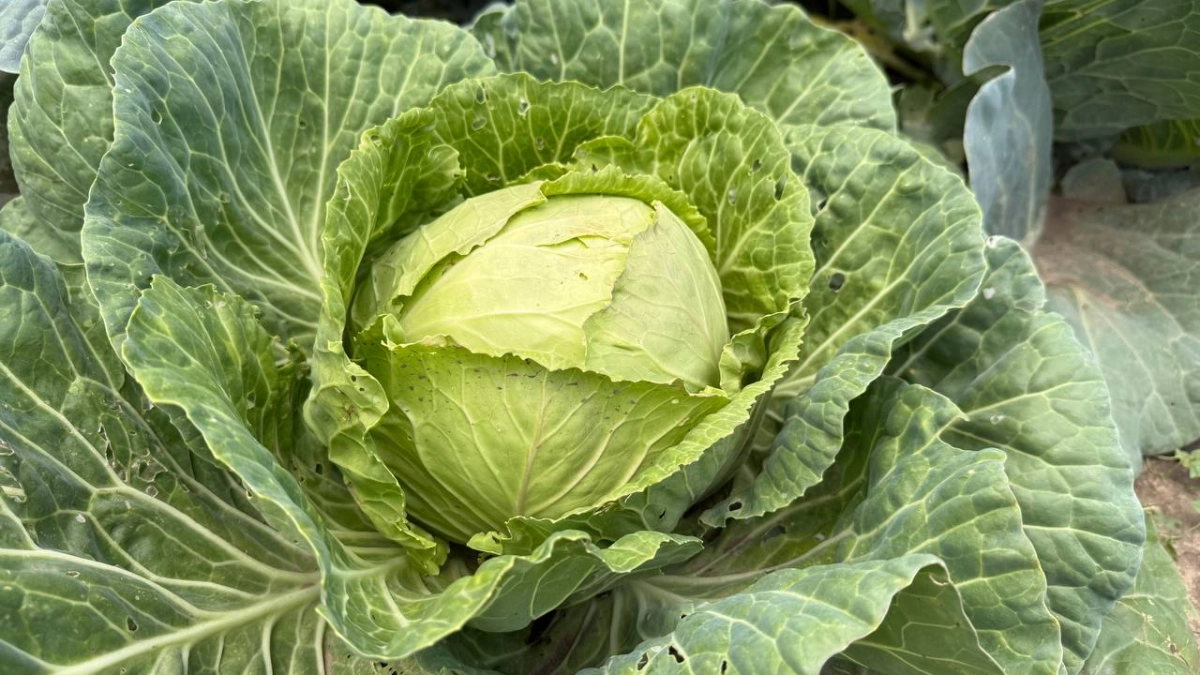 Секрет хрустящей капусты: пошаговая система от посадки до сбора — без пустых кочанов