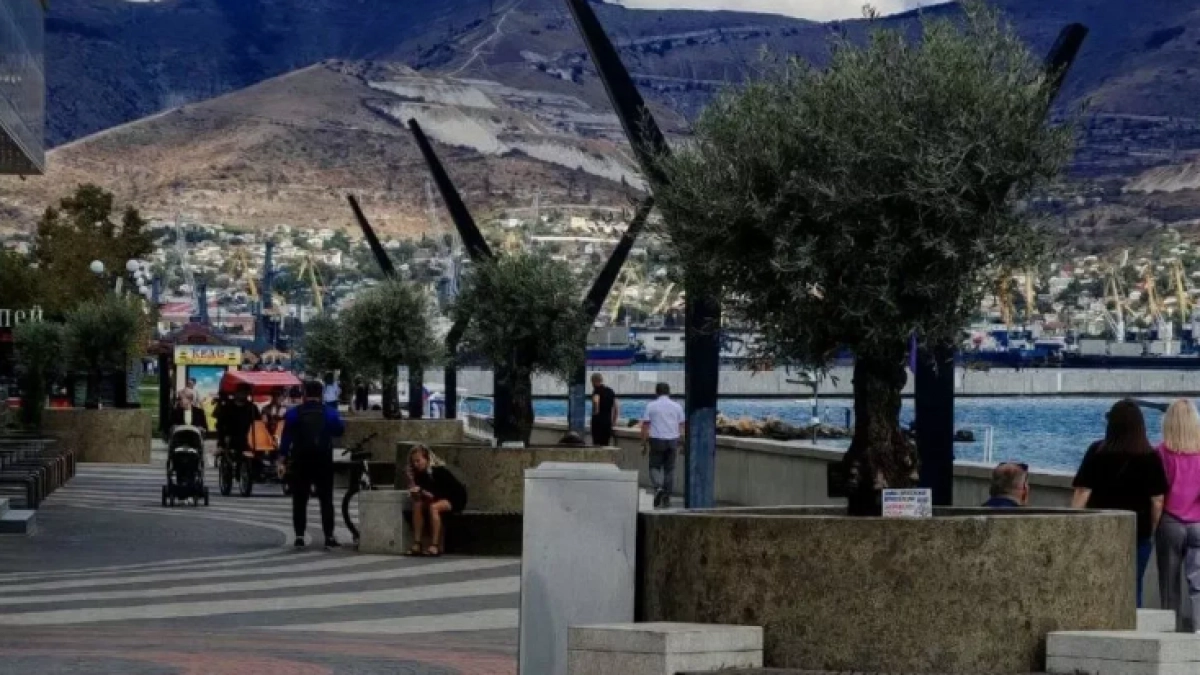 Оливковые деревья на набережной Новороссийска пережили первую зиму, но их дальнейшая судьба под вопросом 