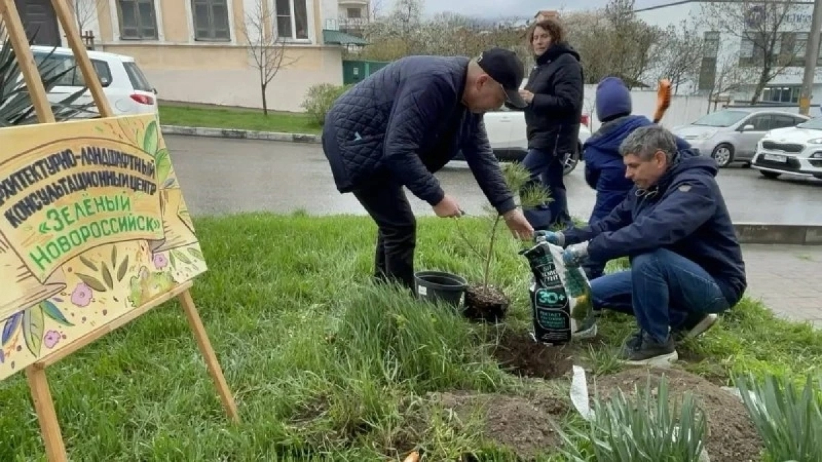 Растения Новороссийска оцифруют и оценят их состояние, прежде чем высаживать новые: в городе стартует проект «Зеленый каркас» 