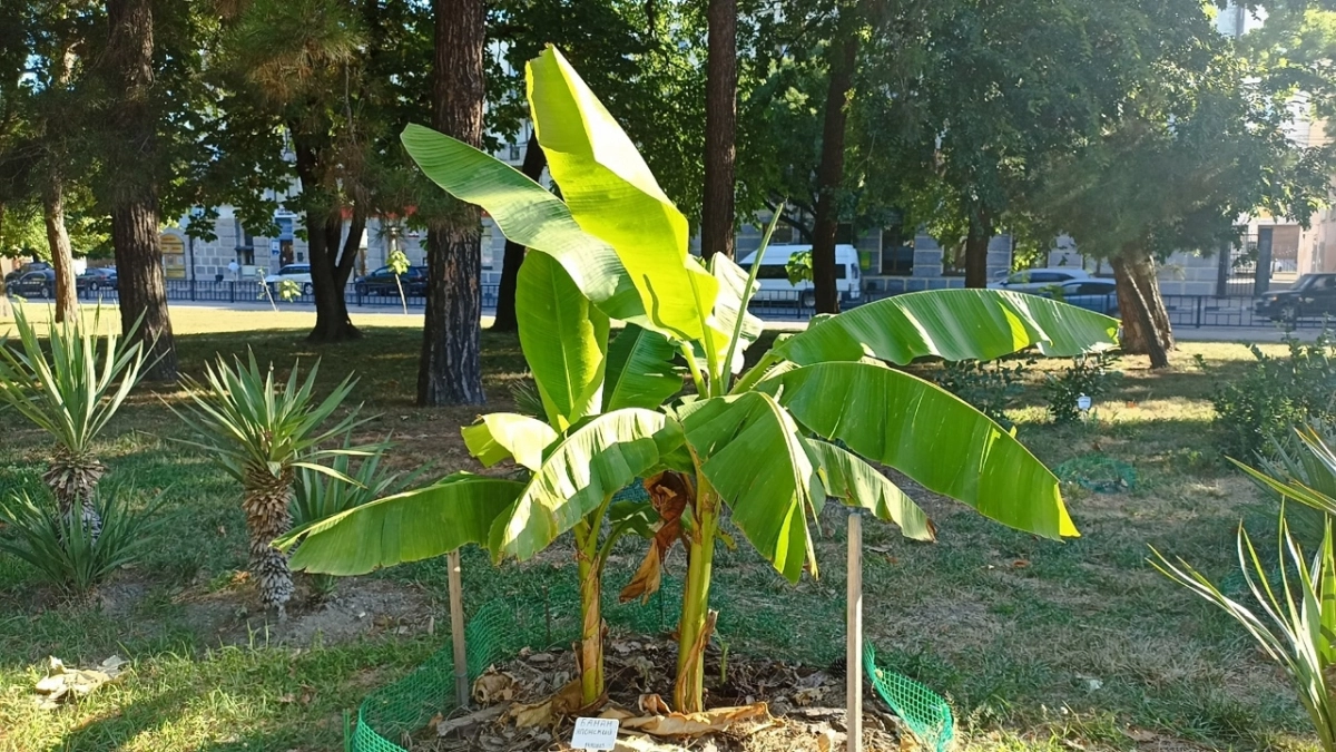 Эксперимент продолжается! Олеандр и ладанник высадили в субтропическом сквере Новороссийска 