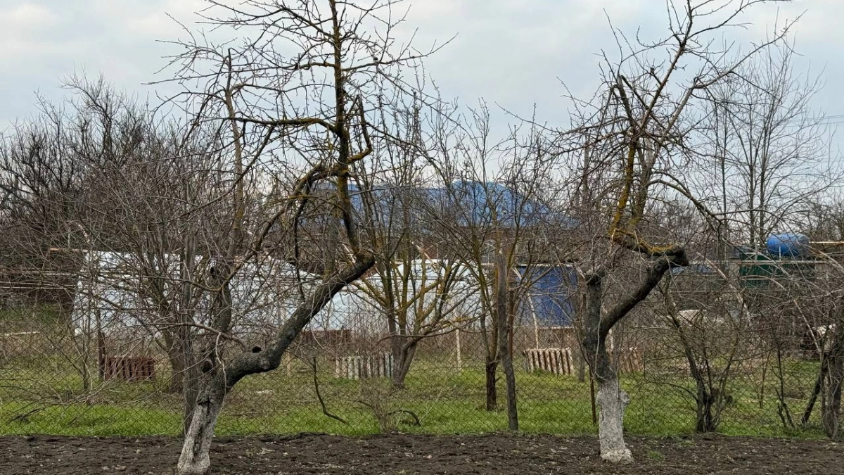 Не сыпьте под ствол: главная ошибка дачников, которая убивает урожай