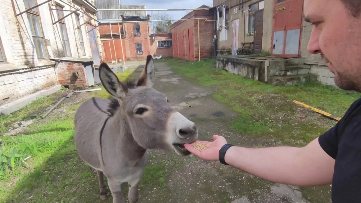 В Кропоткине ослик сбежал из цирка и теперь ищет новых хозяев 