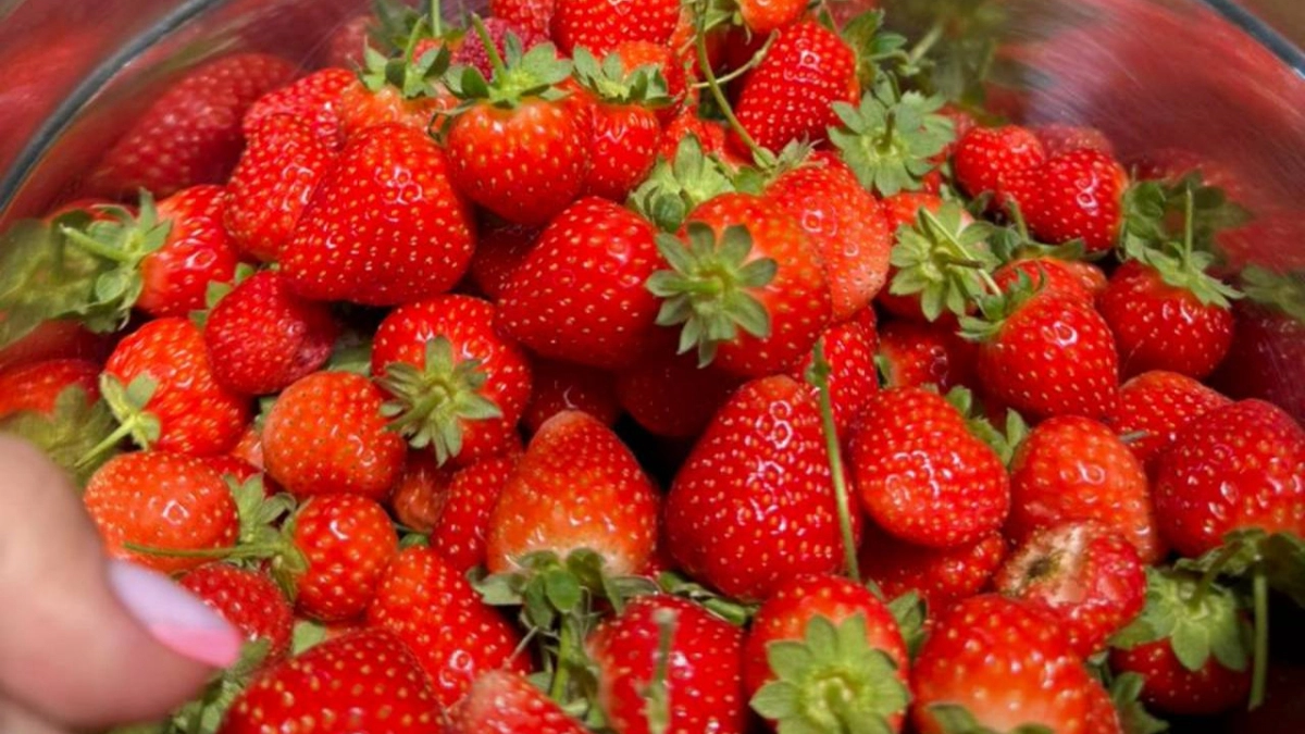 Не кормите клубнику навозом! 2 ложки этого аптечного средства — и ягоды будут крупнее и слаще в два раза