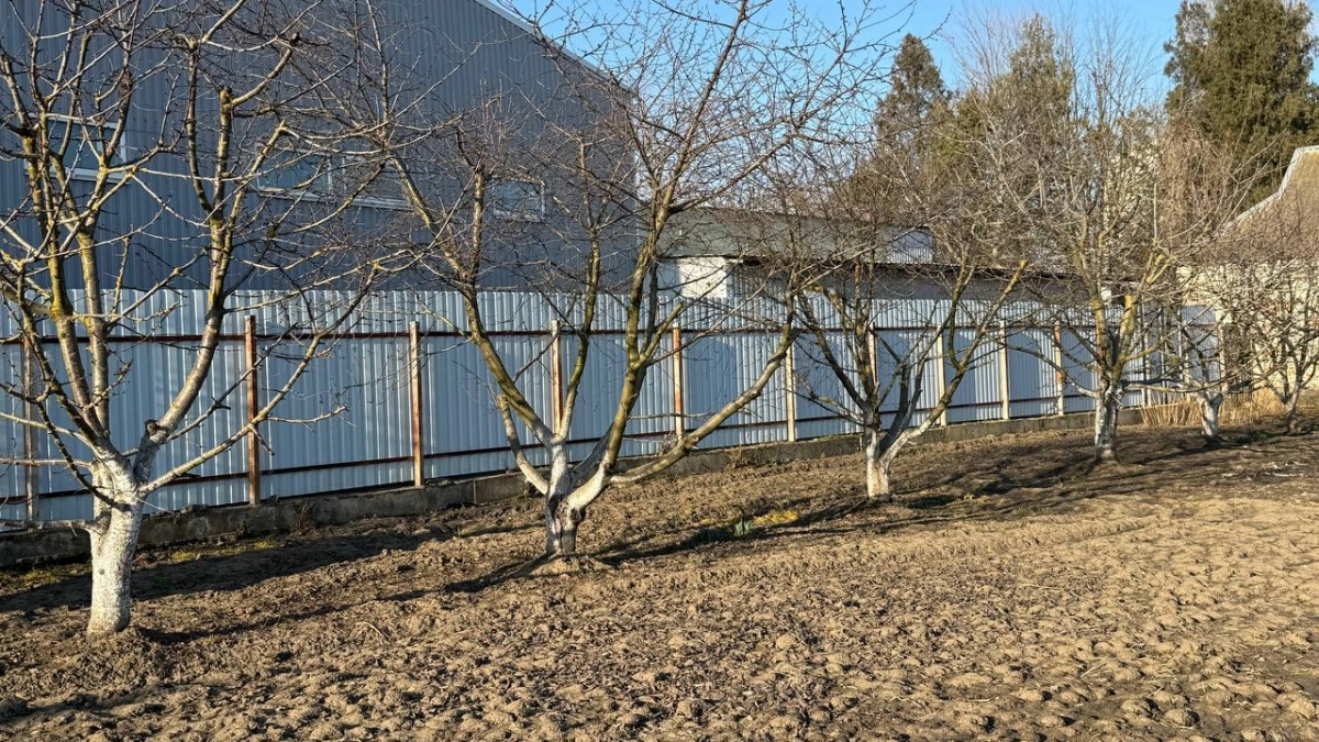 Бабушкин метод против вредителей: сыплю 1 стакан на грядки — муравьи уносят ноги, а клещи даже не приближаются