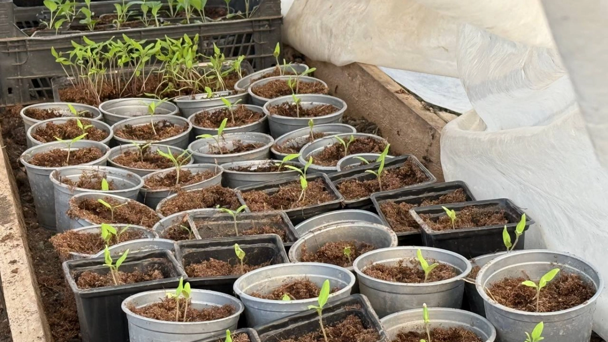 Пластиковая бутылка больше не мусор: балконные грядки 2026