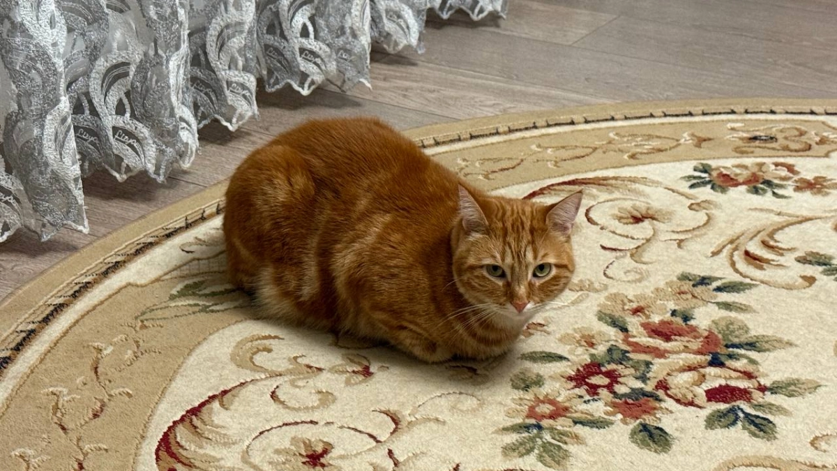 Лист бумаги против кошачьей вони: работает лучше спреев и стоит копейки