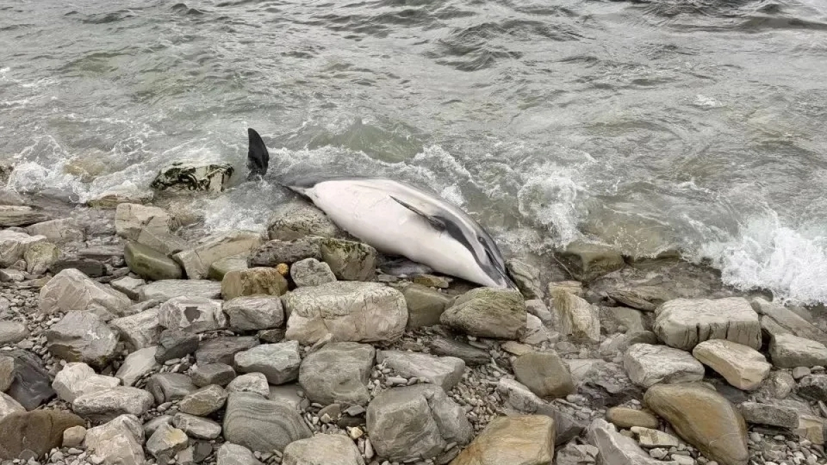 В Восточном районе Новороссийска на берег выбросило четырех мертвых дельфинов: почему гибнут морские млекопитающие – мнения специалистов 