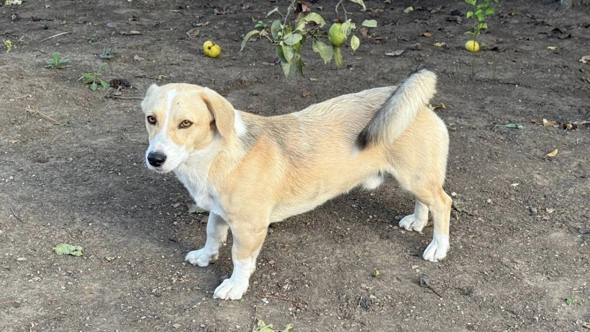 С 1 апреля в России ввели новые правила для выгула собак