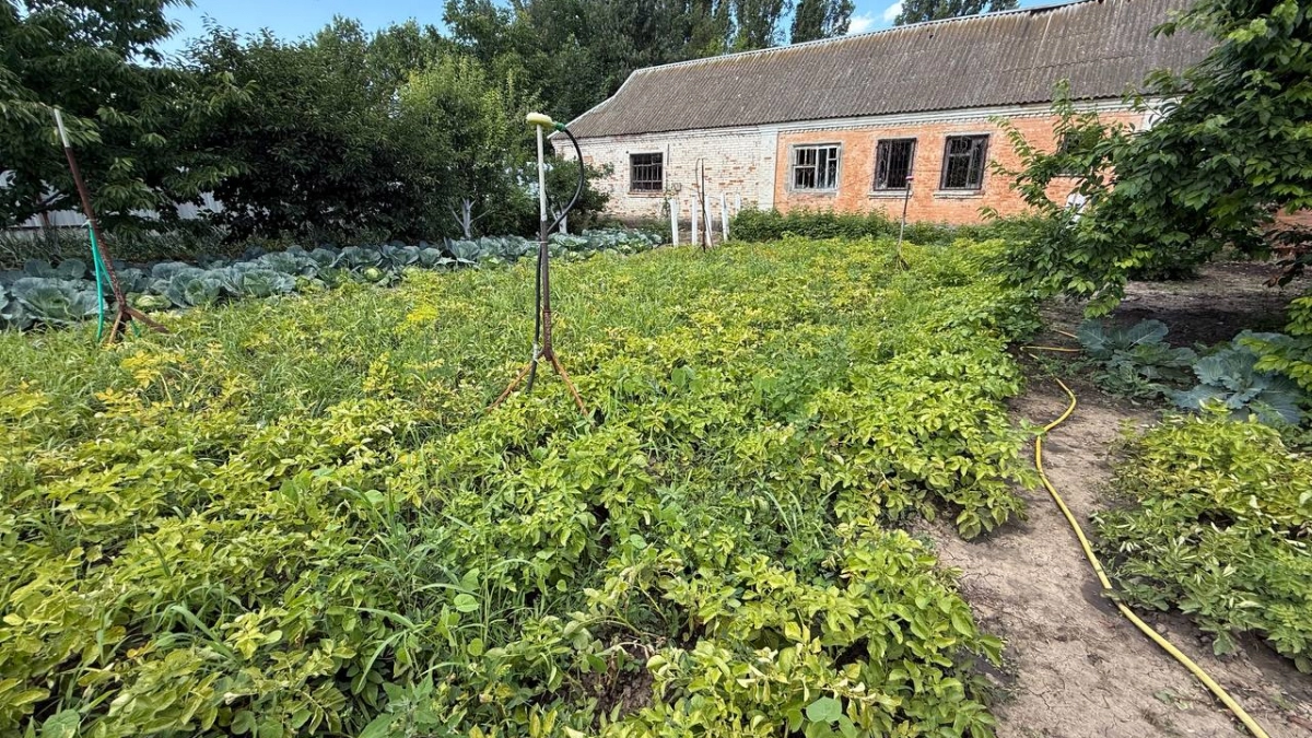 Космический урожай за копейки: сыплю это в лунку при посадке картофеля — соседи обзавидуются, а колорадский жук сбежит
