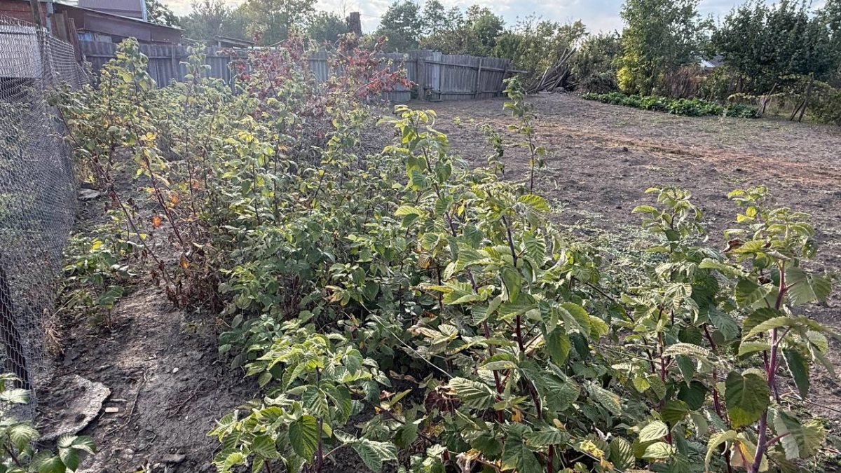 3 литра под куст — и малина гнётся до земли: ягоды крупные, красные, сладкие, как вишня