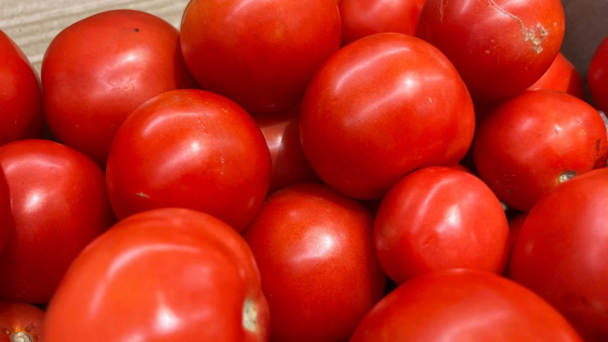 Фитофтора отдыхает, соседи завидуют: сорт томатов, о котором молчат продавцы семян