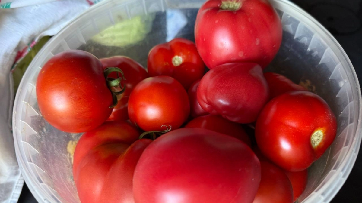 Аптечная хитрость: крошим таблетки в лунку и собираем по ведру помидоров с куста