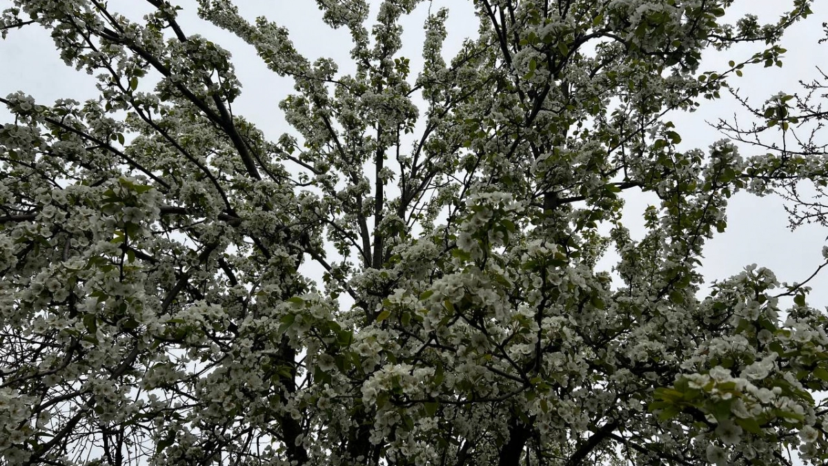 Пасмурно и свежо: какую погоду ждать кубанцам в Вербное воскресенье