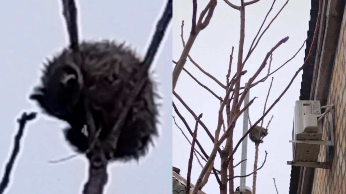 нот-верхолаз: в центре Новороссийска спасатели снимали с дерева полосатого беглеца