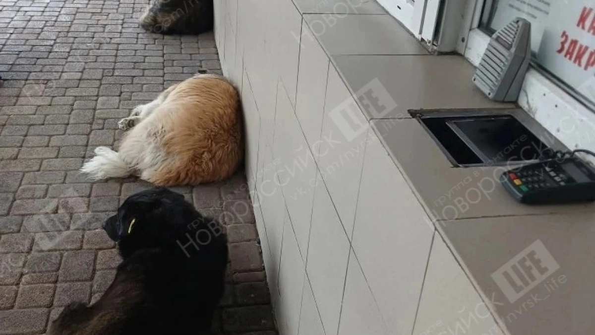 Автовокзал оккупировали бездомные псы с бирками в ушах: пассажиры боятся подходить к кассам  