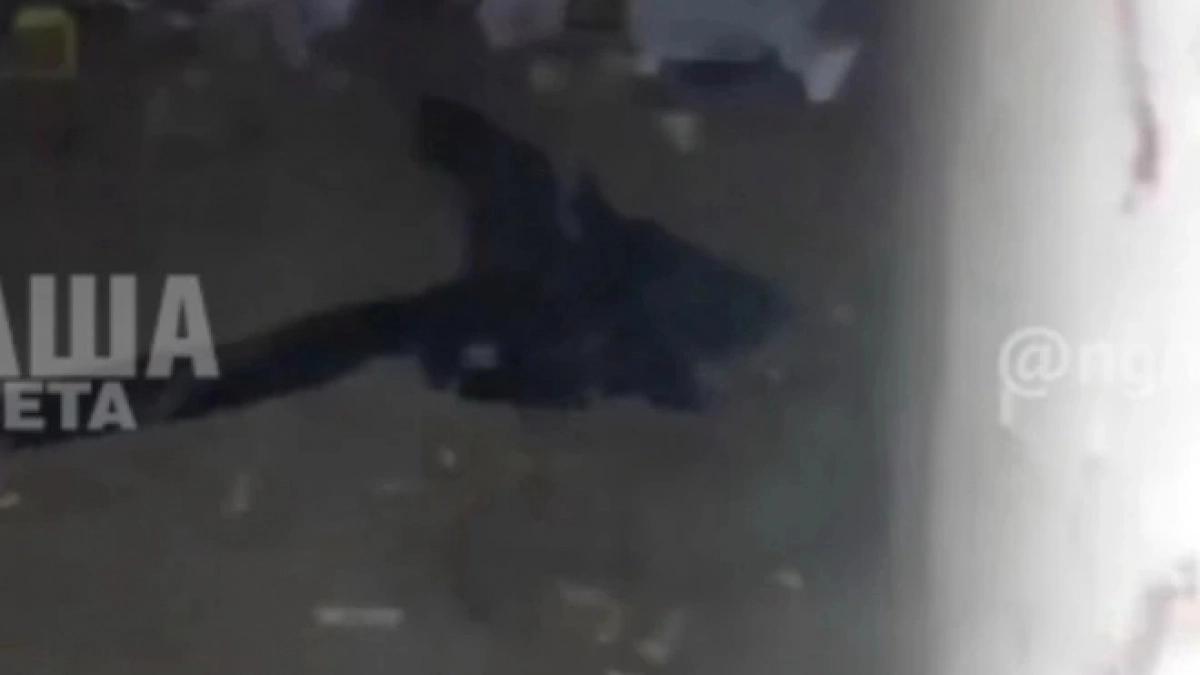 Куча мусора и мумия кошки: жительница Новороссийска показала, в каком состоянии находится подвал-«укрытие» в ее доме  