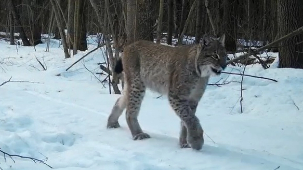 Краснокнижная красавица: царица лесов засветилась в фотоловушке заповедника 