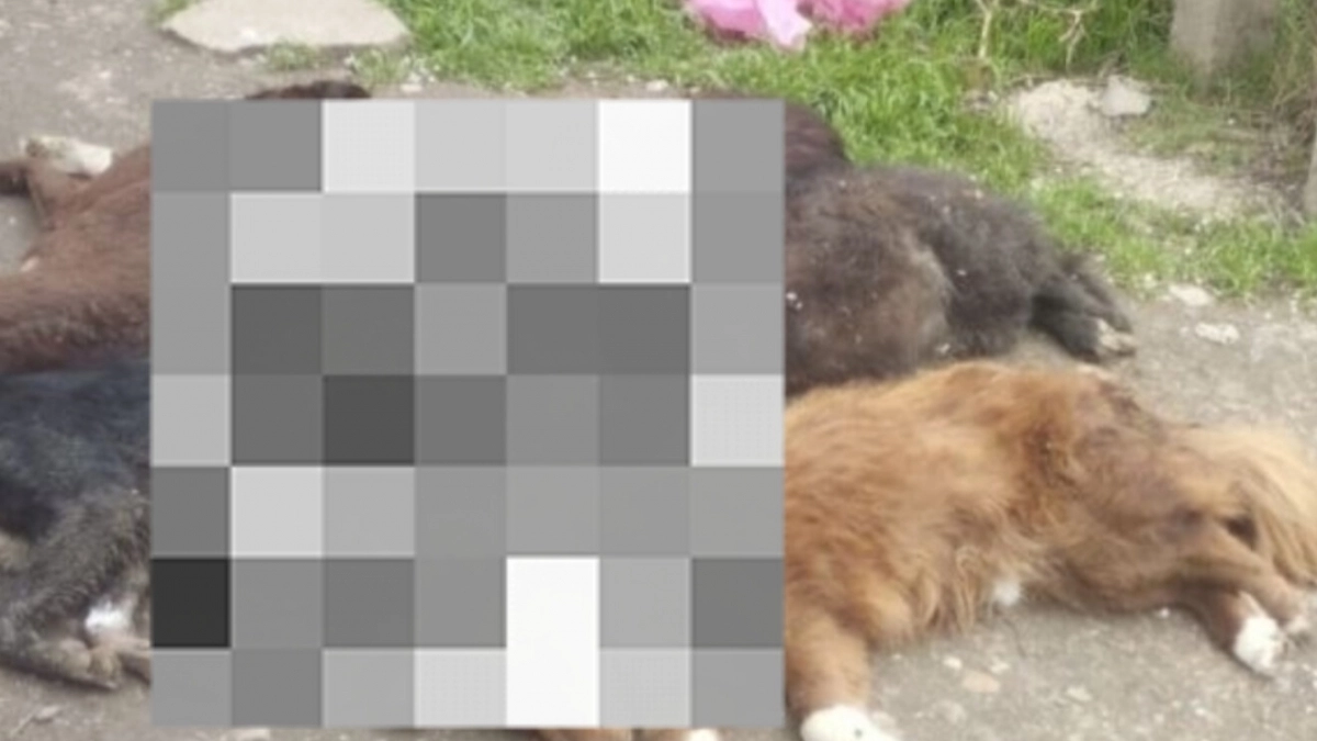 Жуткая картина: в приюте Крымска погибли семь собак - полиция выясняет причины массовой гибели животных 